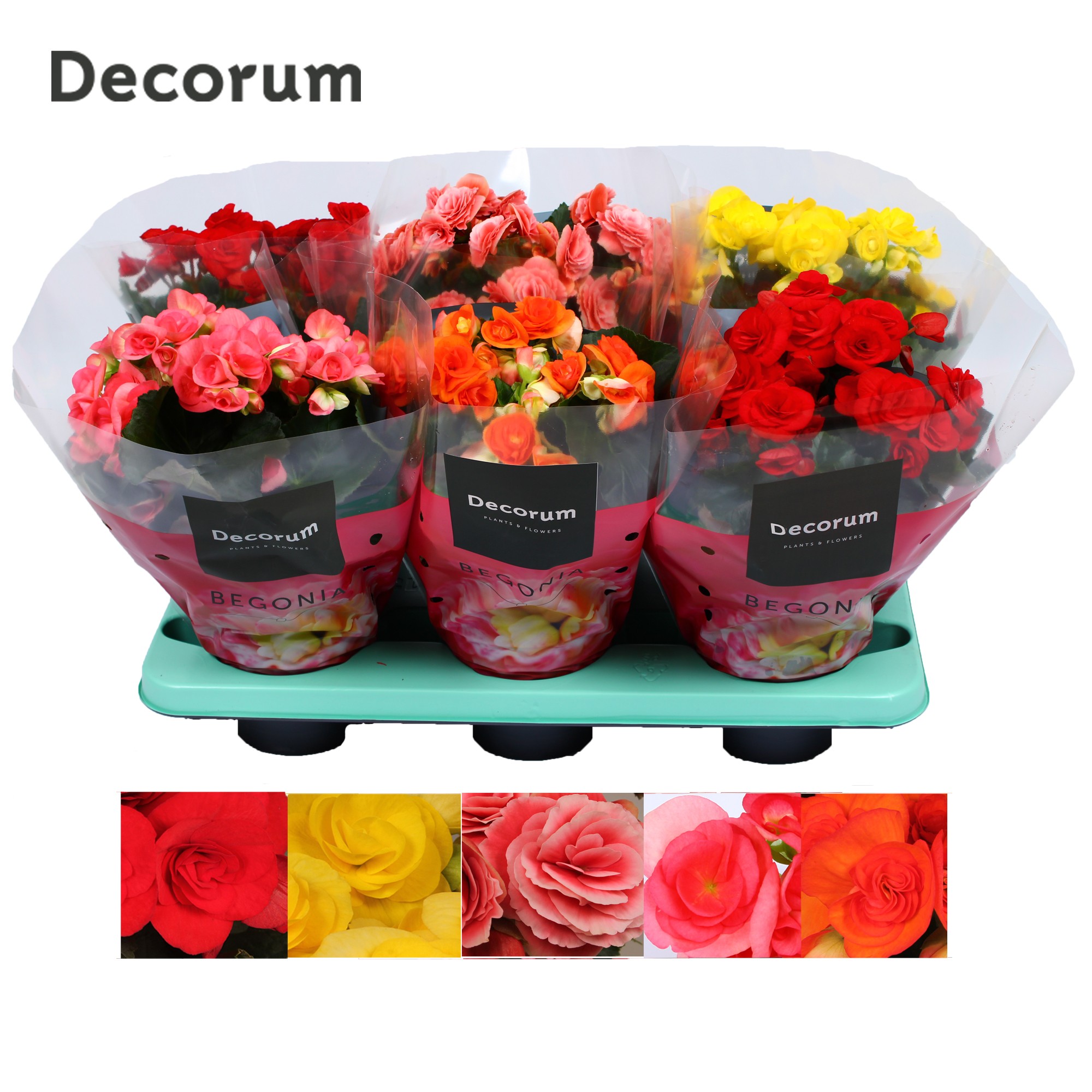 Picture of Begonia eliator in 5 colour varieties (Decorum) P14 32cm