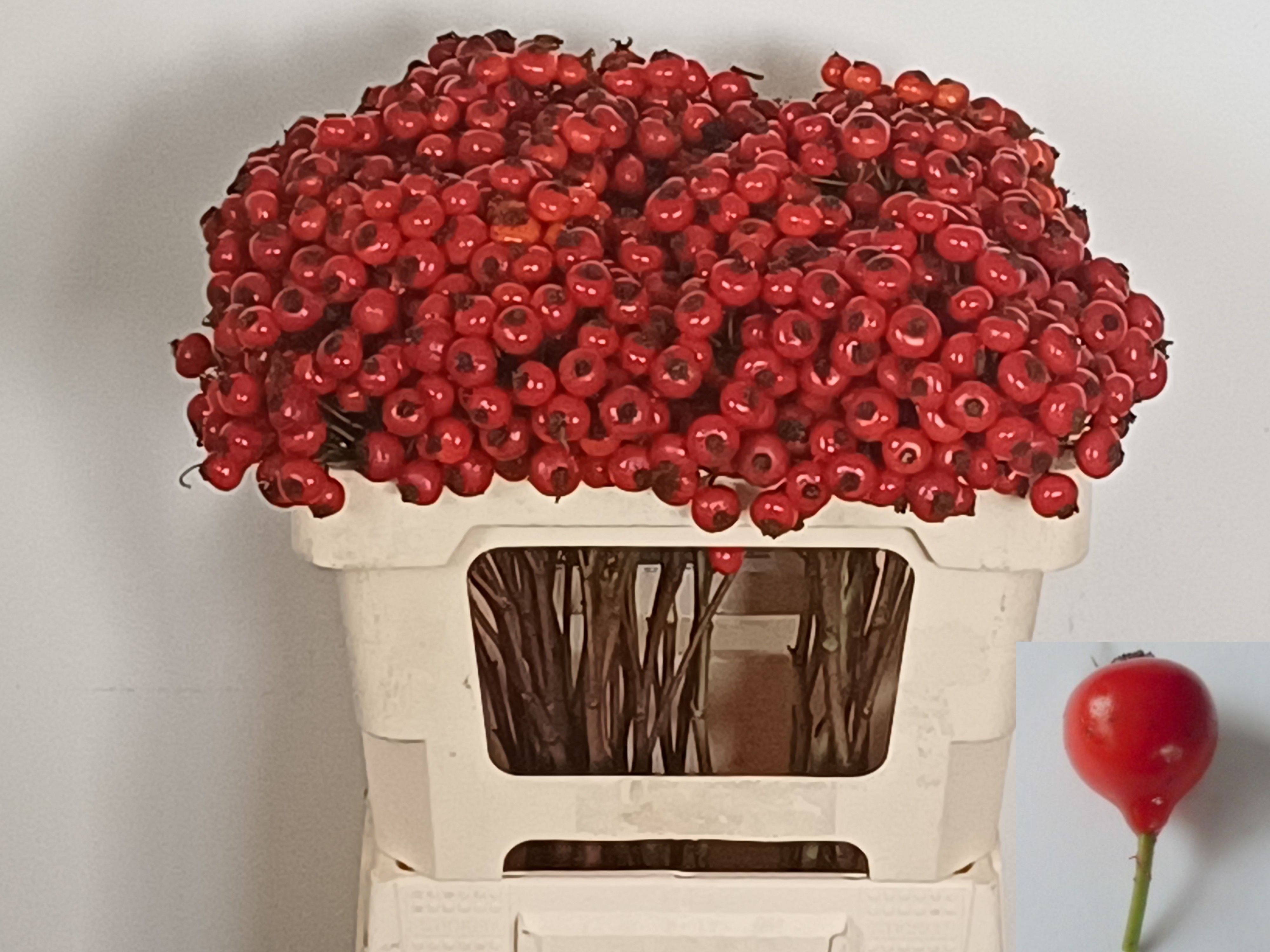 Rosa R Hooijdonk 2.0 50cm