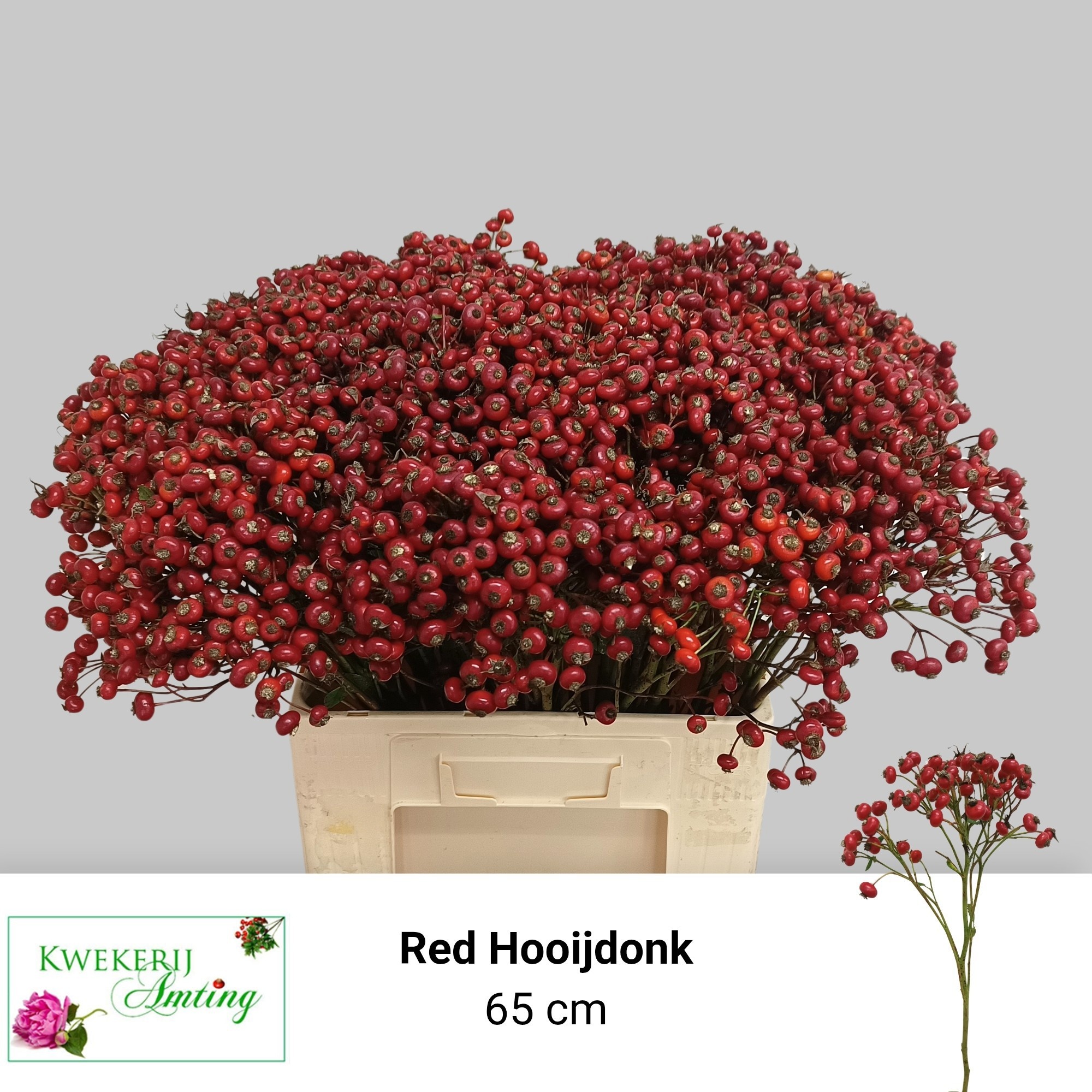 Rosa Red Hooijdonk