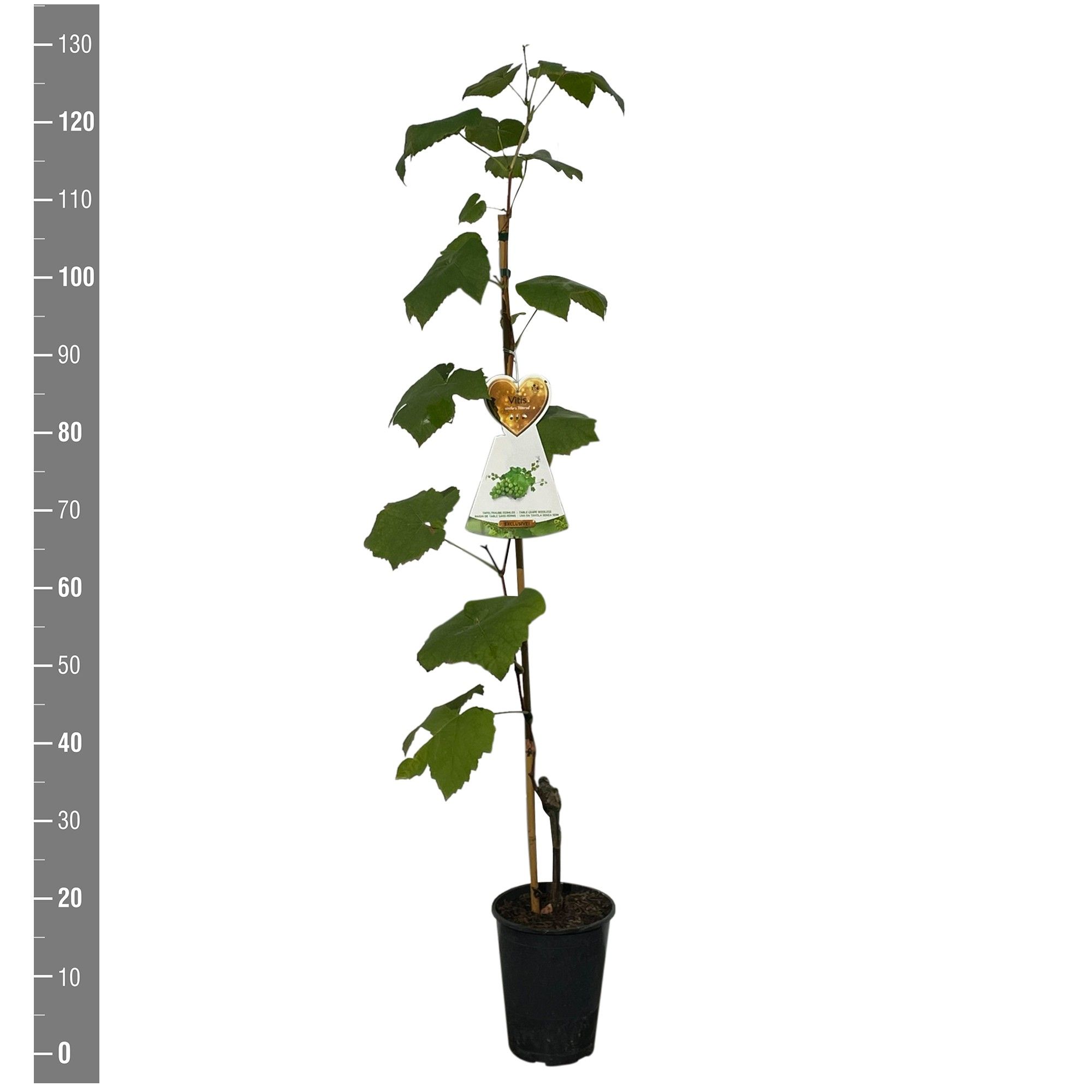 Vitis 'Himrod' druif pitloos wit