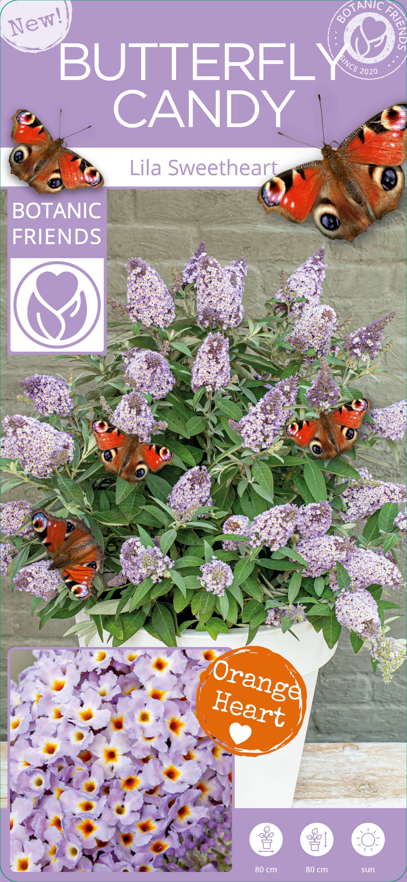 Picture of Buddleja Butterfly Candy 'Lila Sweetheart'®