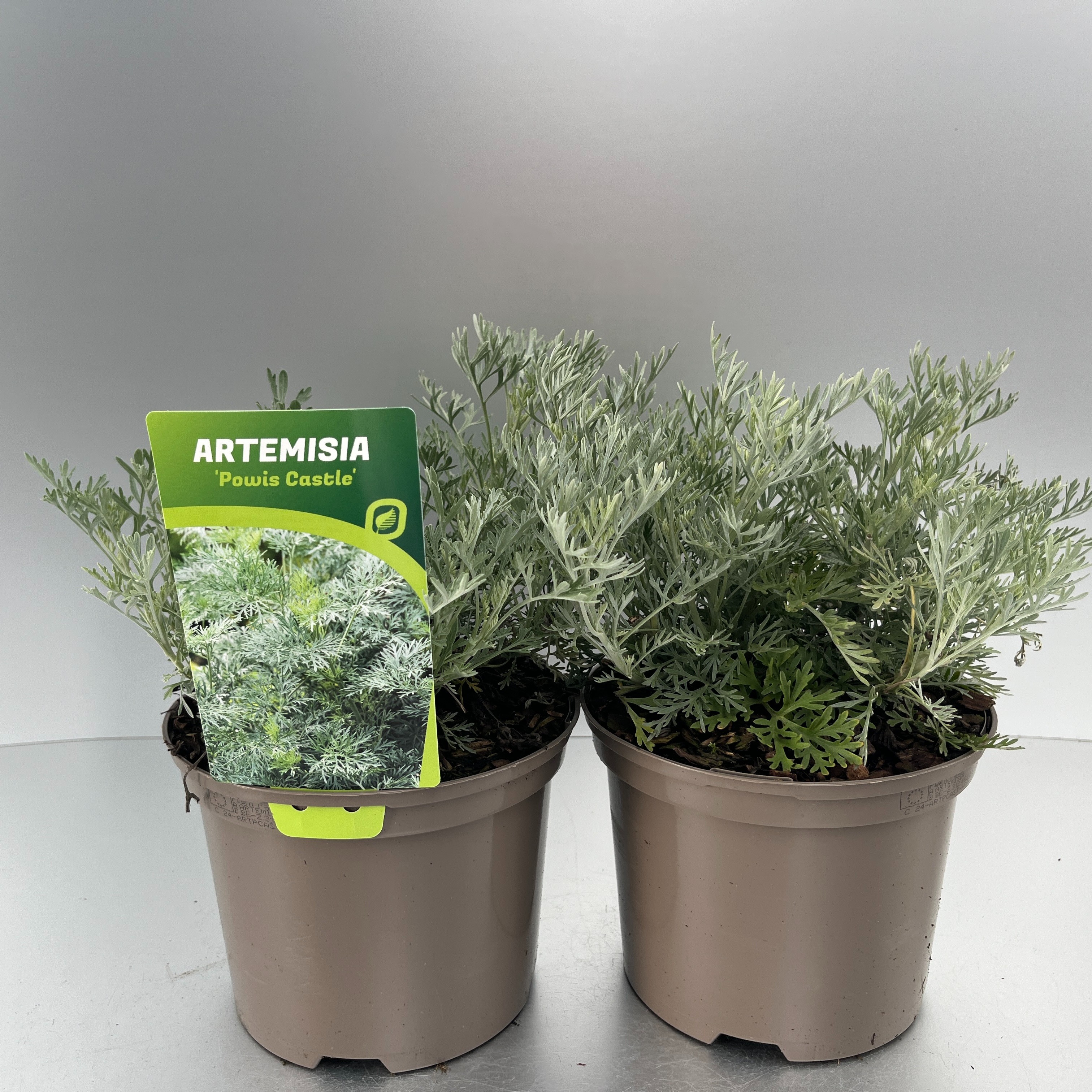 Picture of Artemisia Powis Castle P17 (2 Ltr)