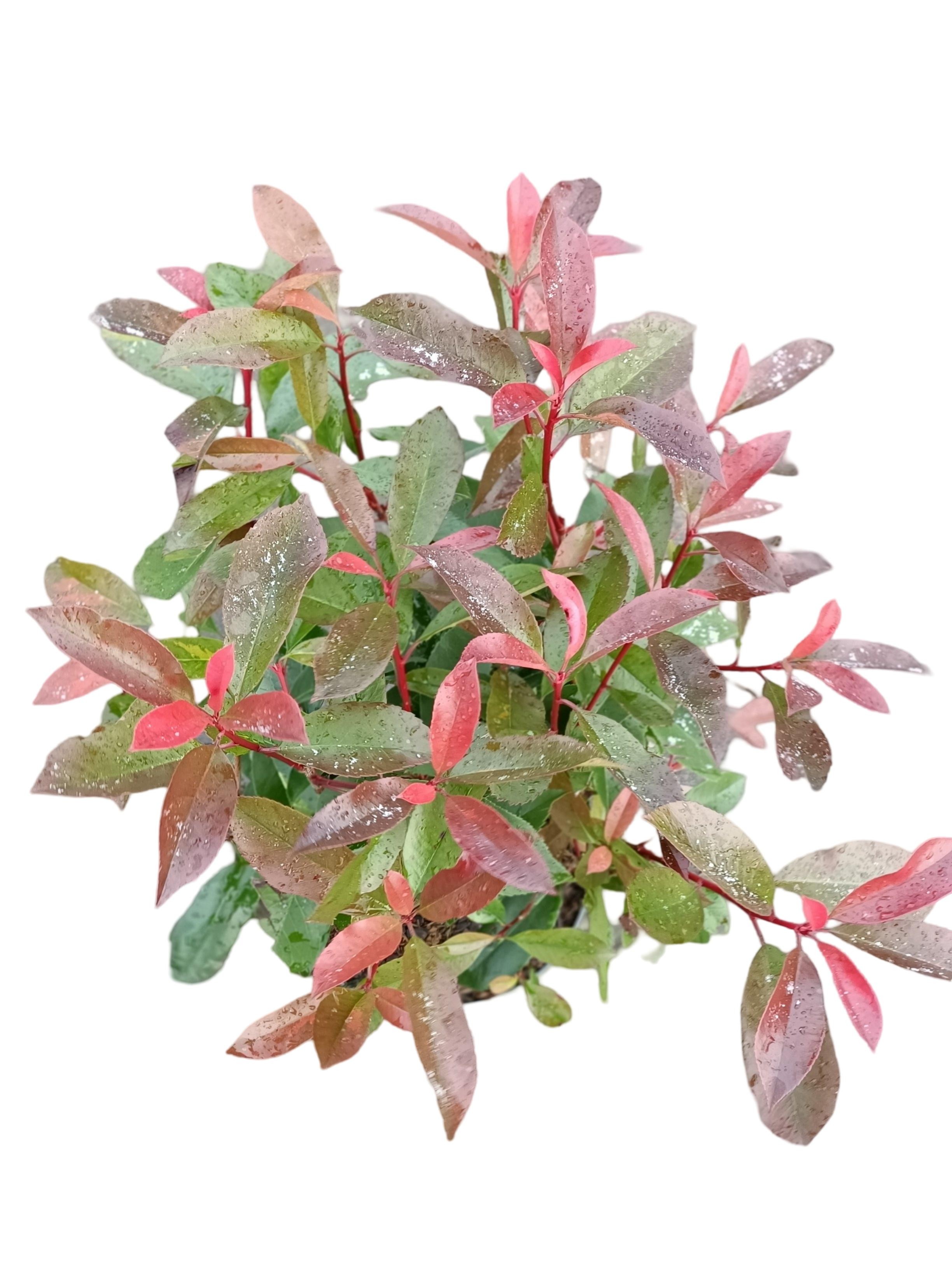 Picture of Photinia fraseri 'Red Light' C5