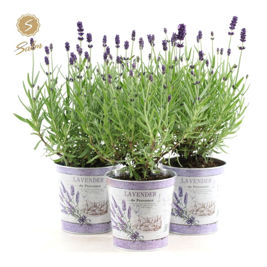 Picture of Lavandula ang. 'Felice'® Collection P10,5 in Zinc Lavender