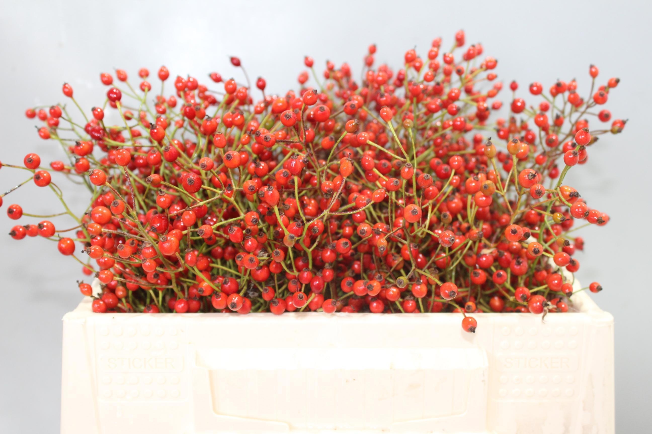 Rosa Prinsberry Red 30cm