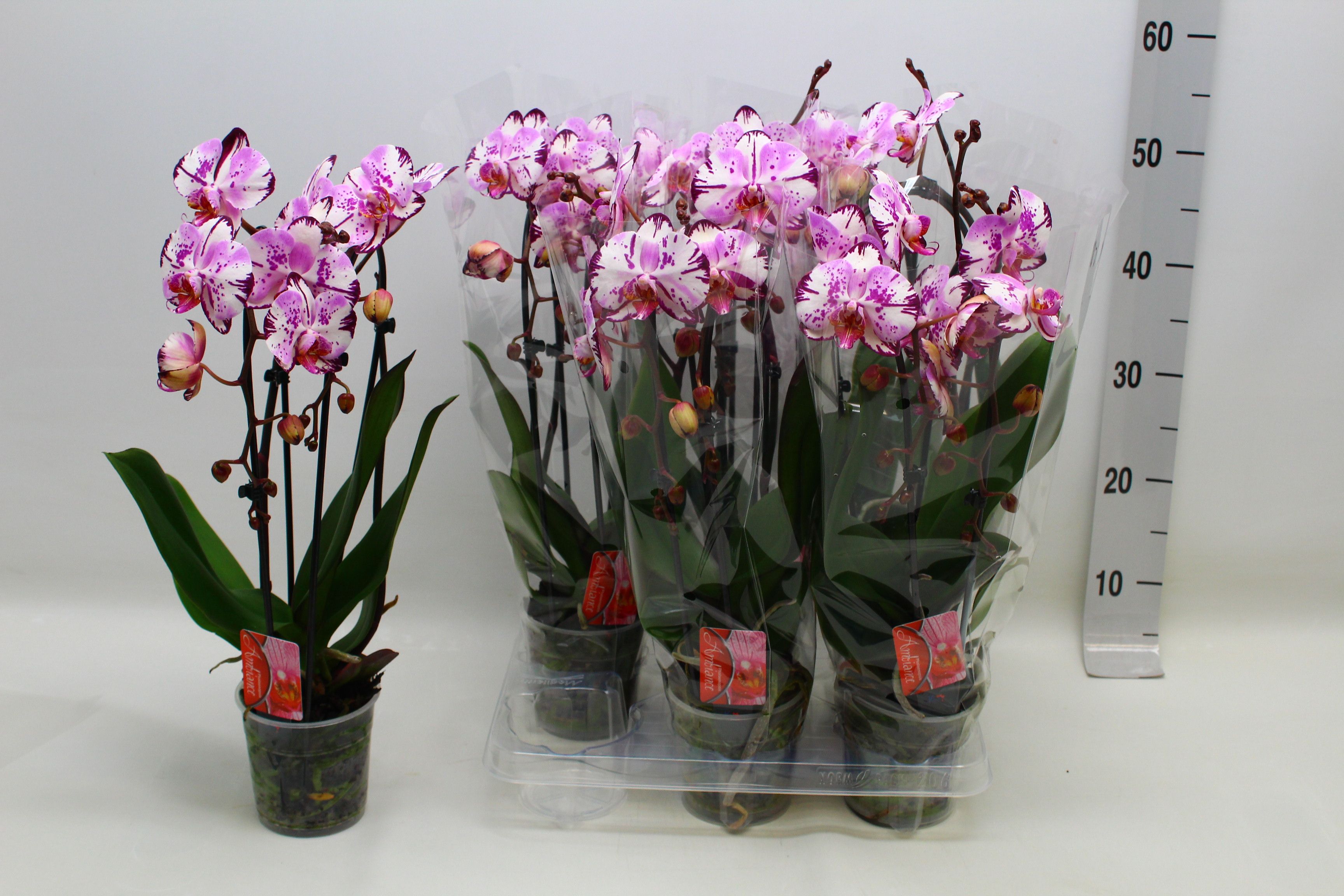 Phal El Cascade 12Ø 45cm