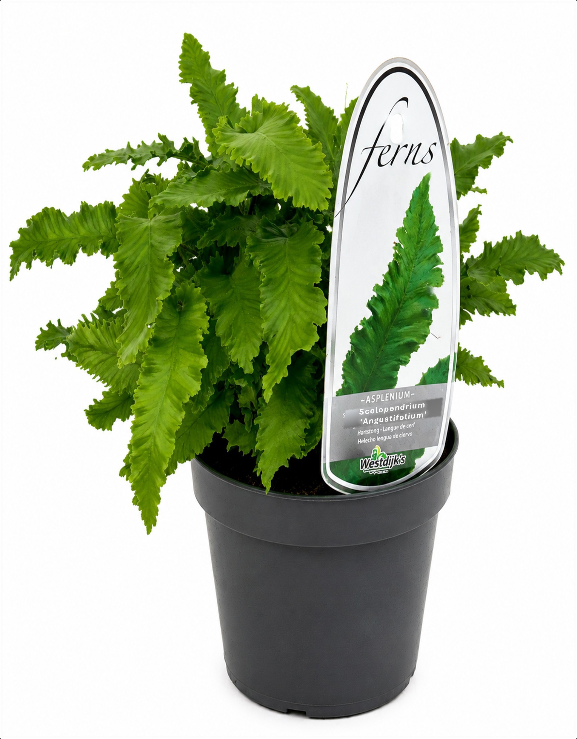 Asplenium scolopendrium 'Angustatum'