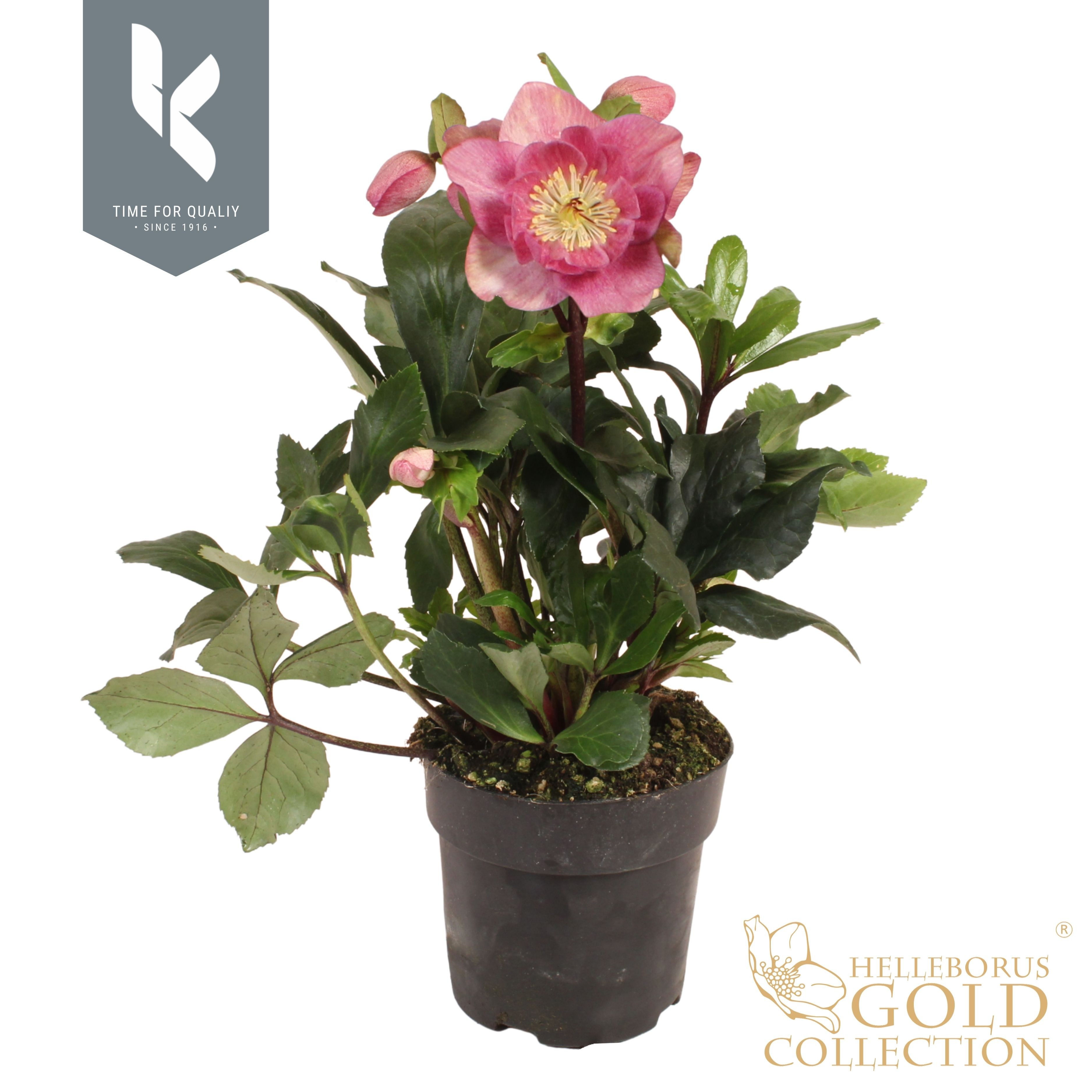 Hgc Helleborus Winter Ballet Frilly Ruby