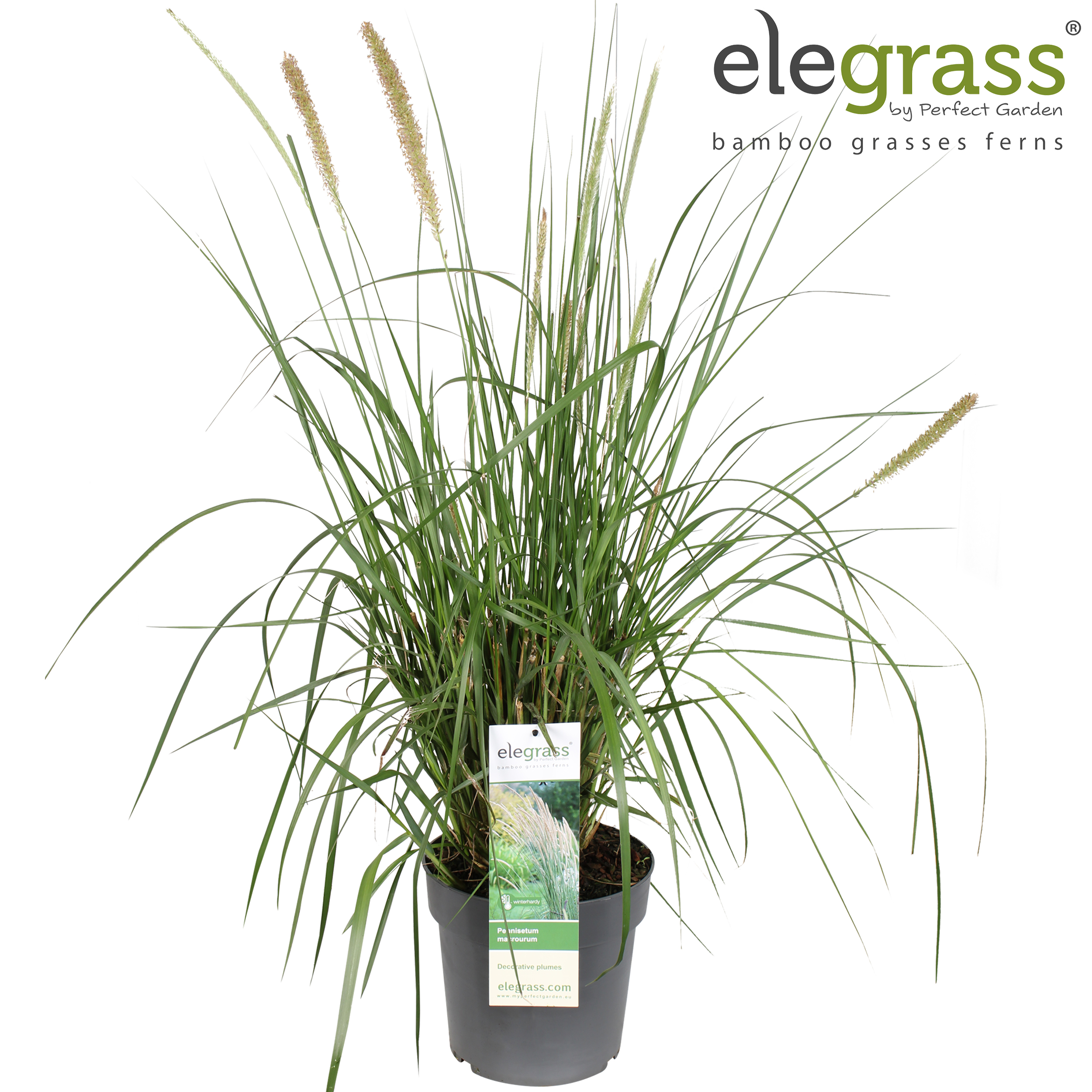 Picture of Pennisetum macrourum P23 (5 Ltr)