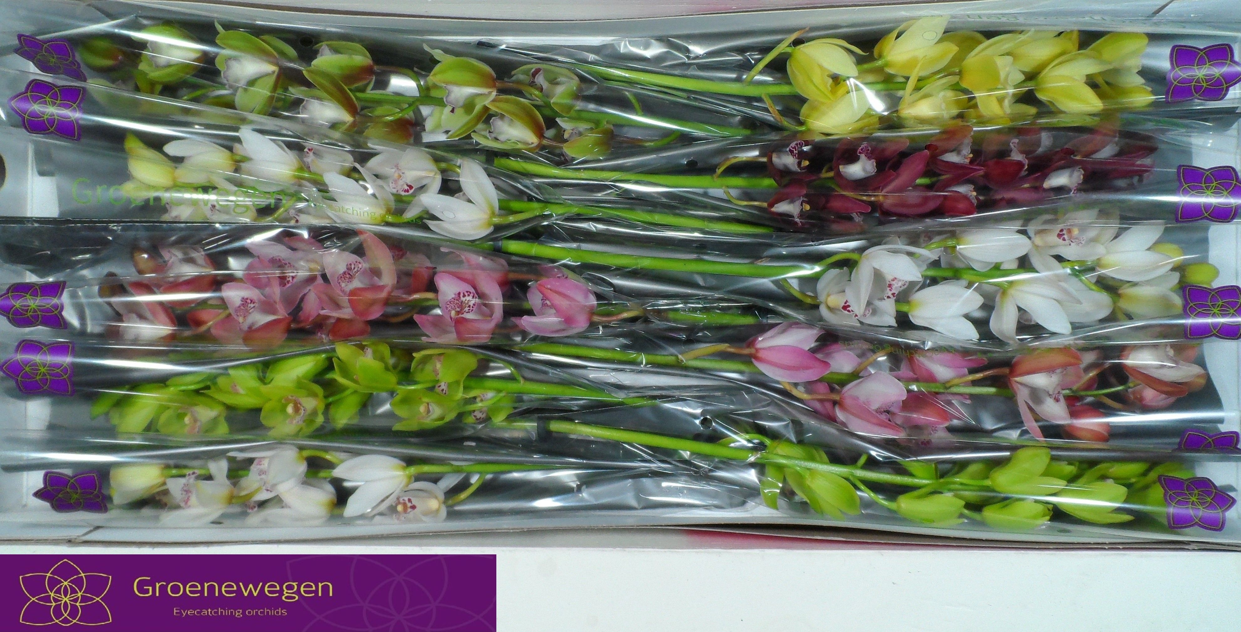 Cymbidium Asst Mini 60cm