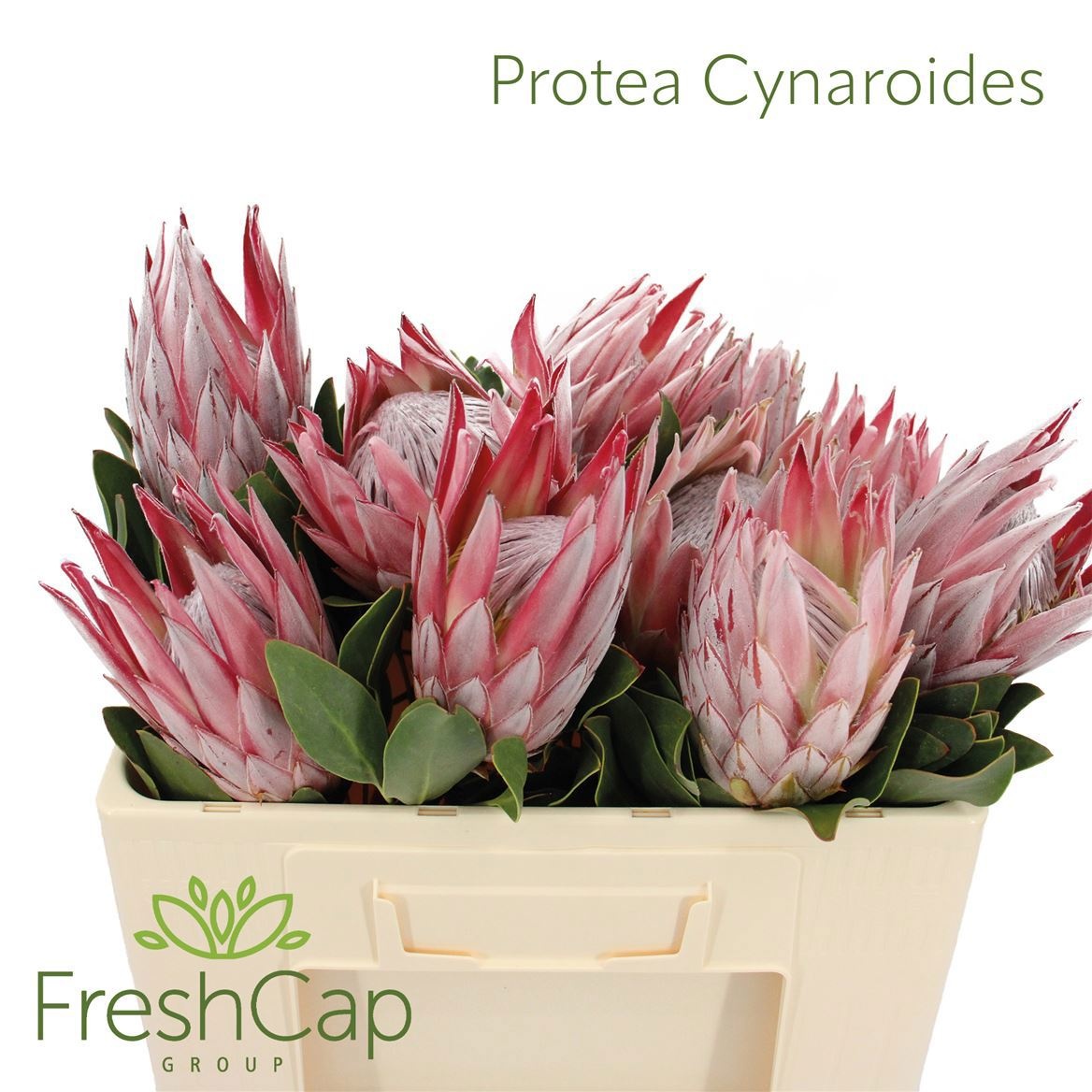 Protea Cynaroides 50cm
