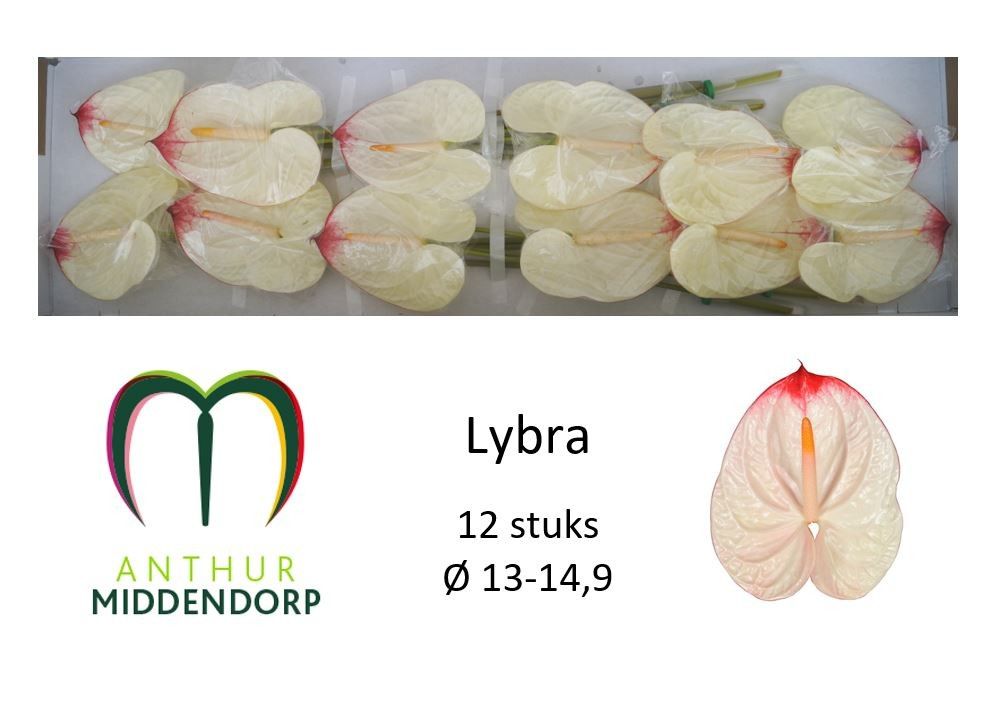 Anth A Lybra
