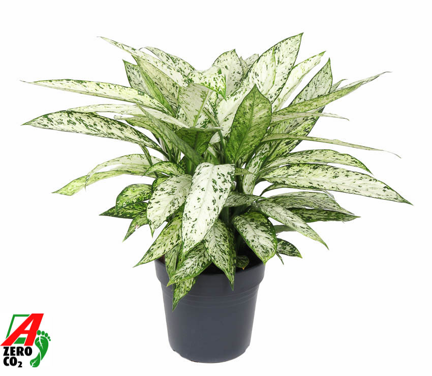 Picture of Dieffenbachia Vesuvius P27 80CM