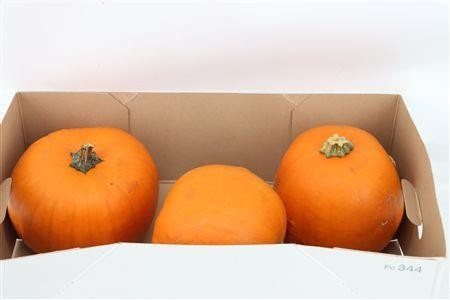 Ornamental Fruits Per Piece