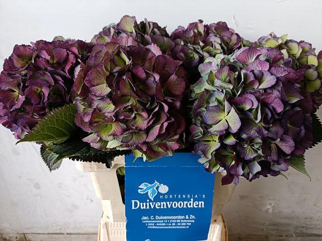 Hydrangea Elbtal Classic Pink 60cm 18Ø