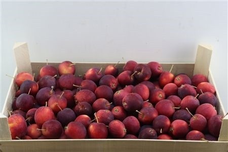 Sierappel Malus