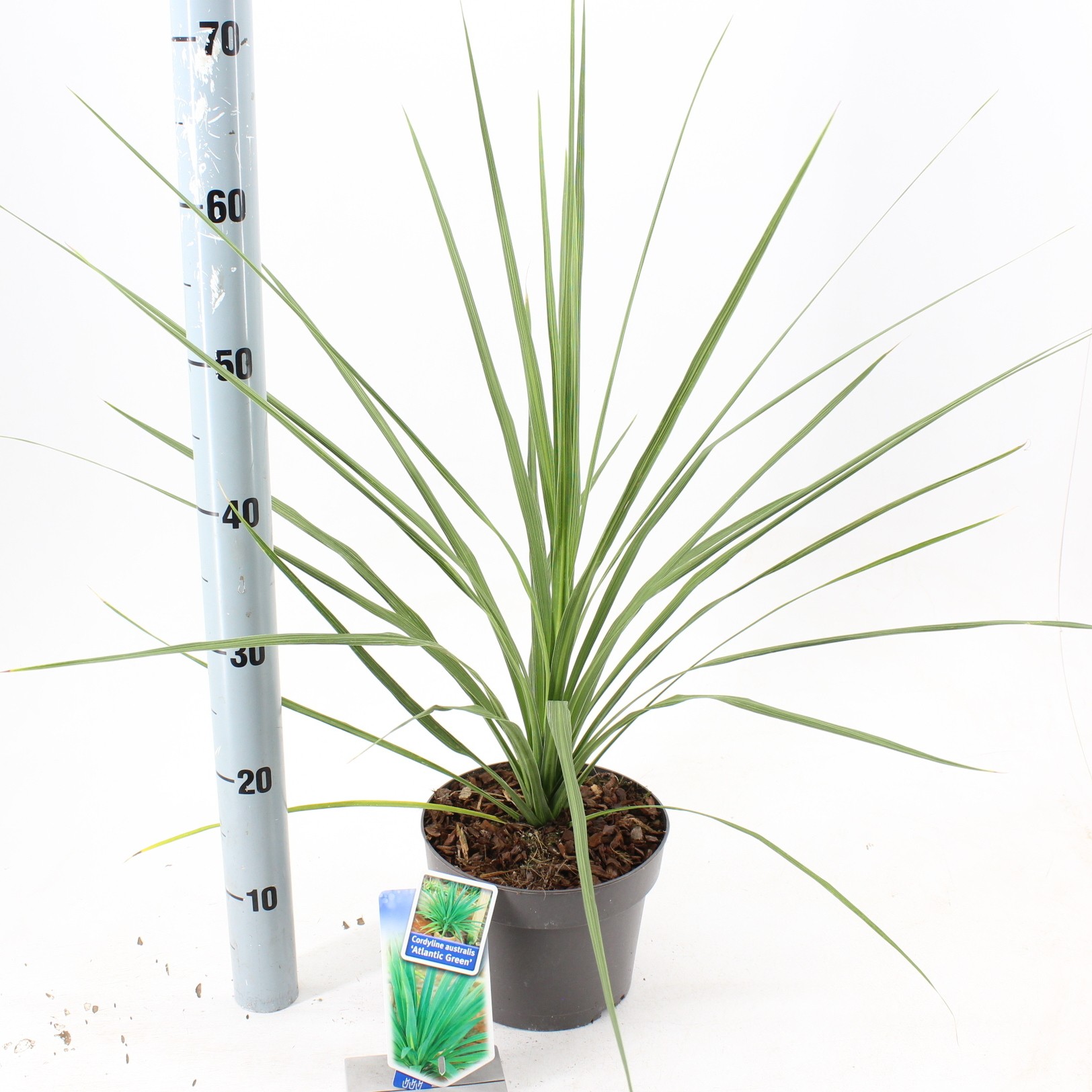 Picture of Cordyline australis Atlantic Green P19 (3 Ltr)