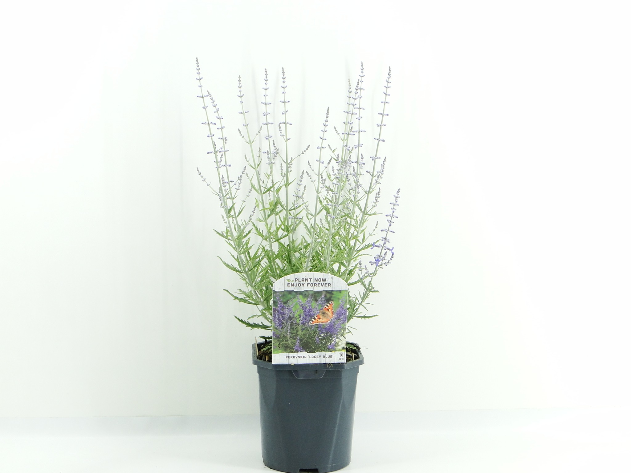Picture of Perovskia atr. Lacey Blue