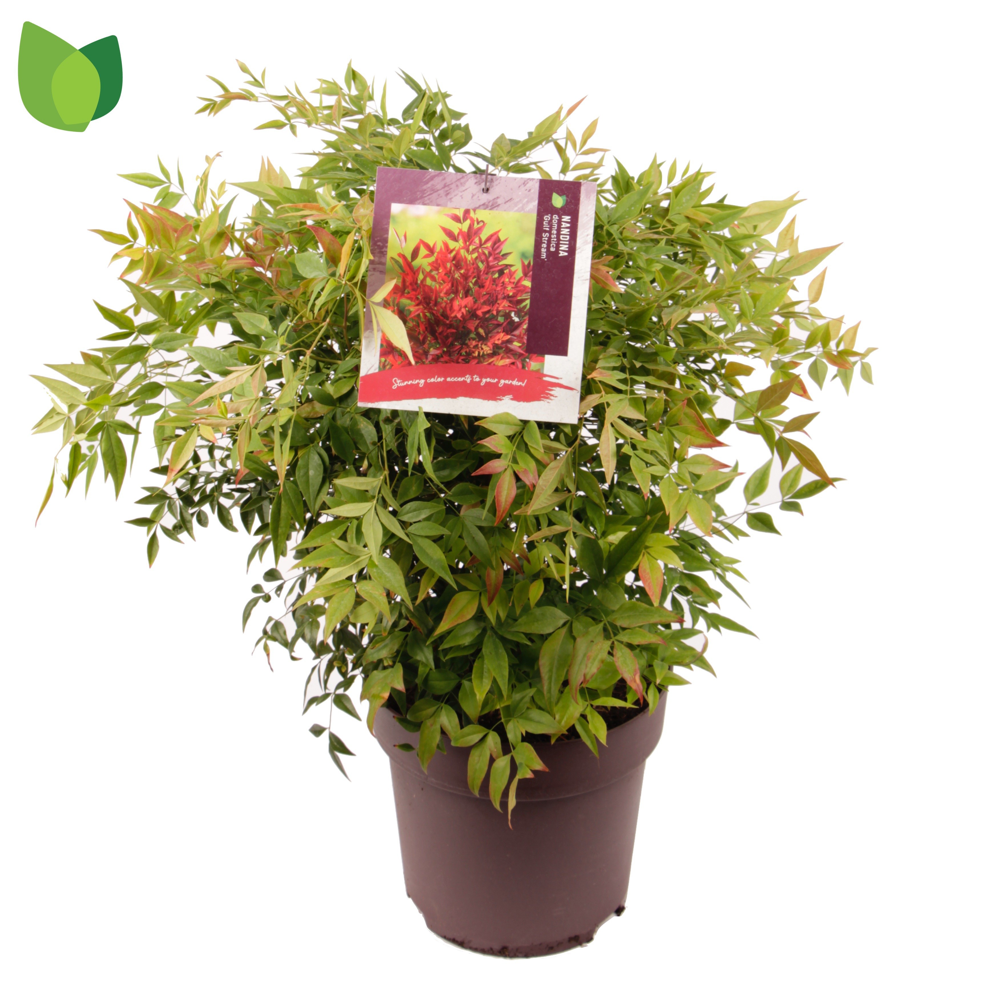 Nandina domestica 'Gulf Stream'