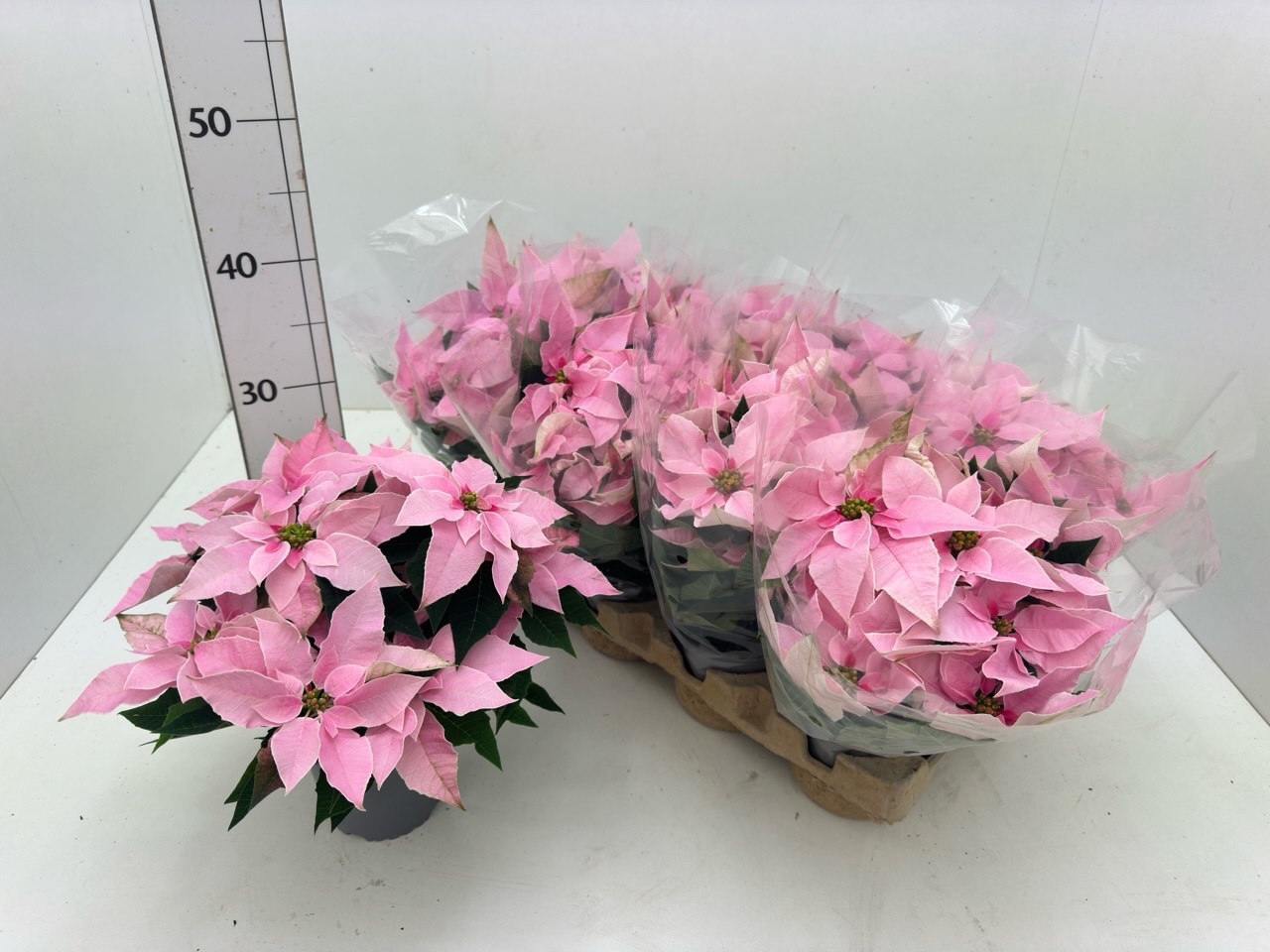 Euphor P Pri So Pink 13P 28H