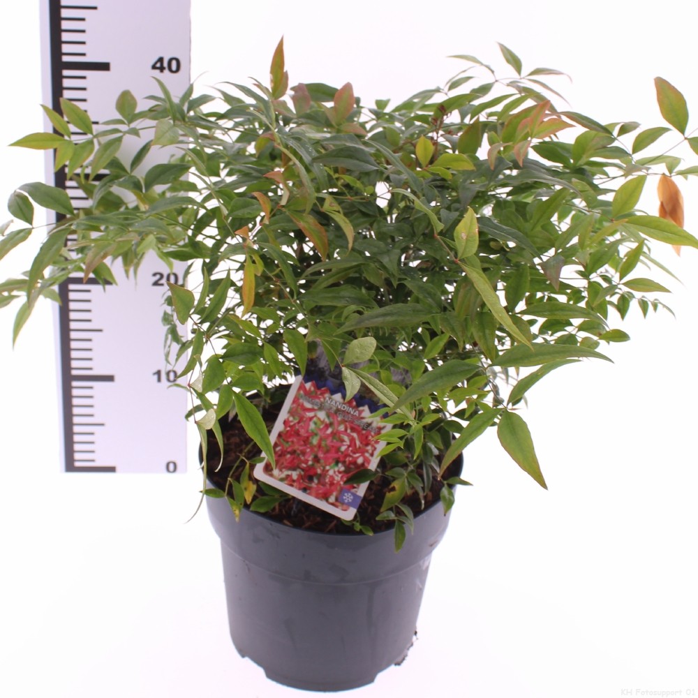 Picture of Nandina domestica 'Gulfstream'