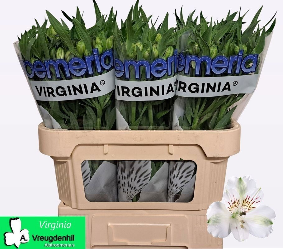 Alstr Virginia