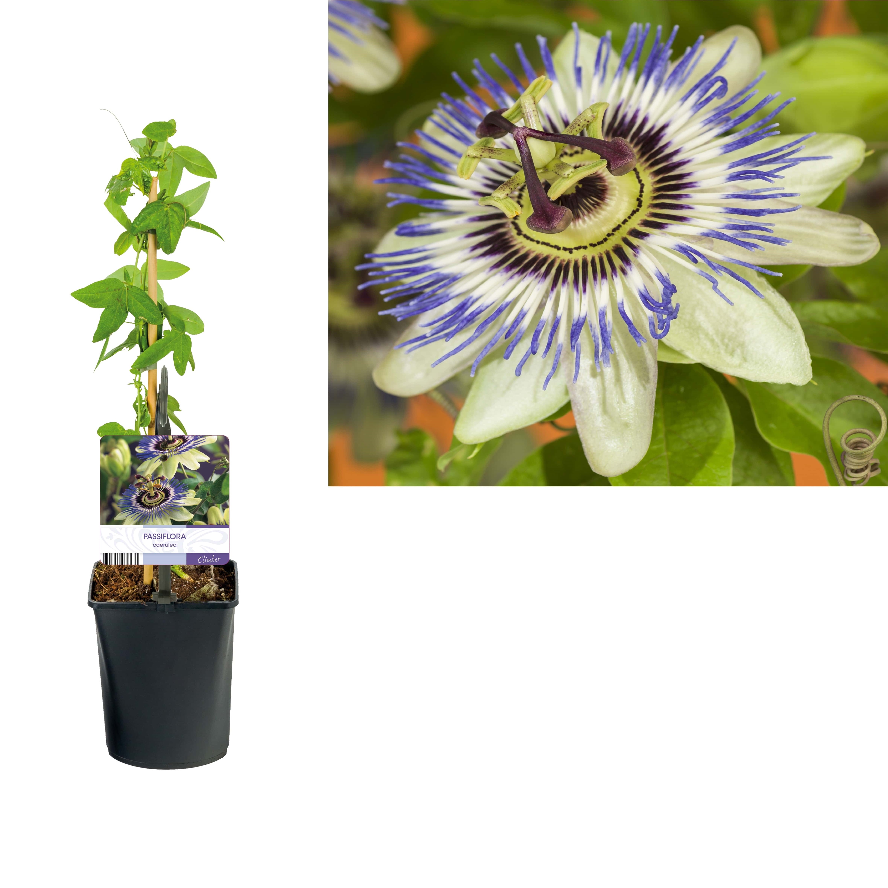 Picture of Passiflora caerulea +light label P11 40CM