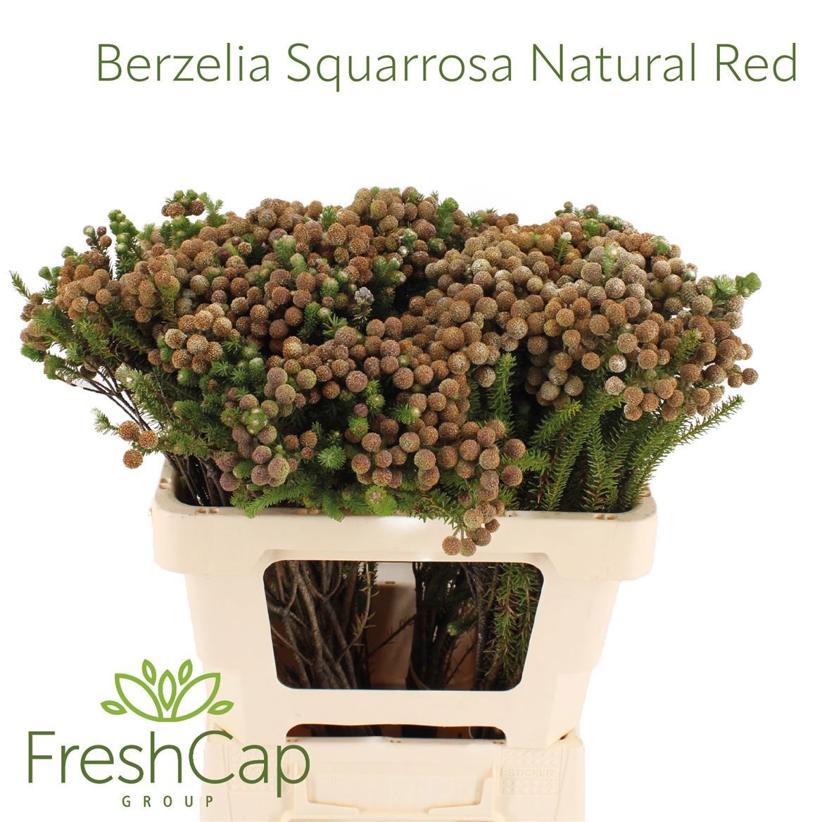 Berzelia Squarrosa Bnch 50cm