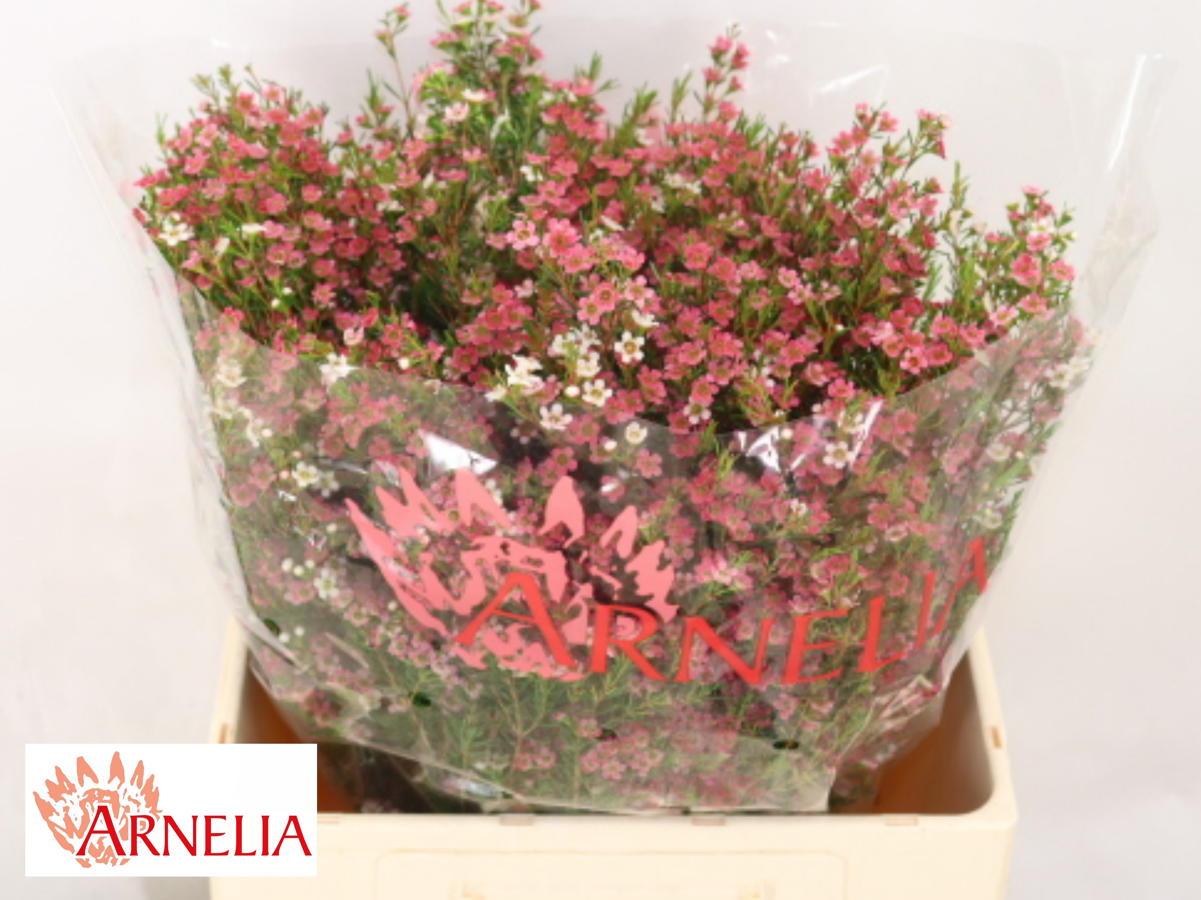 Chamelaucium My Sweet 16 50cm 70gram