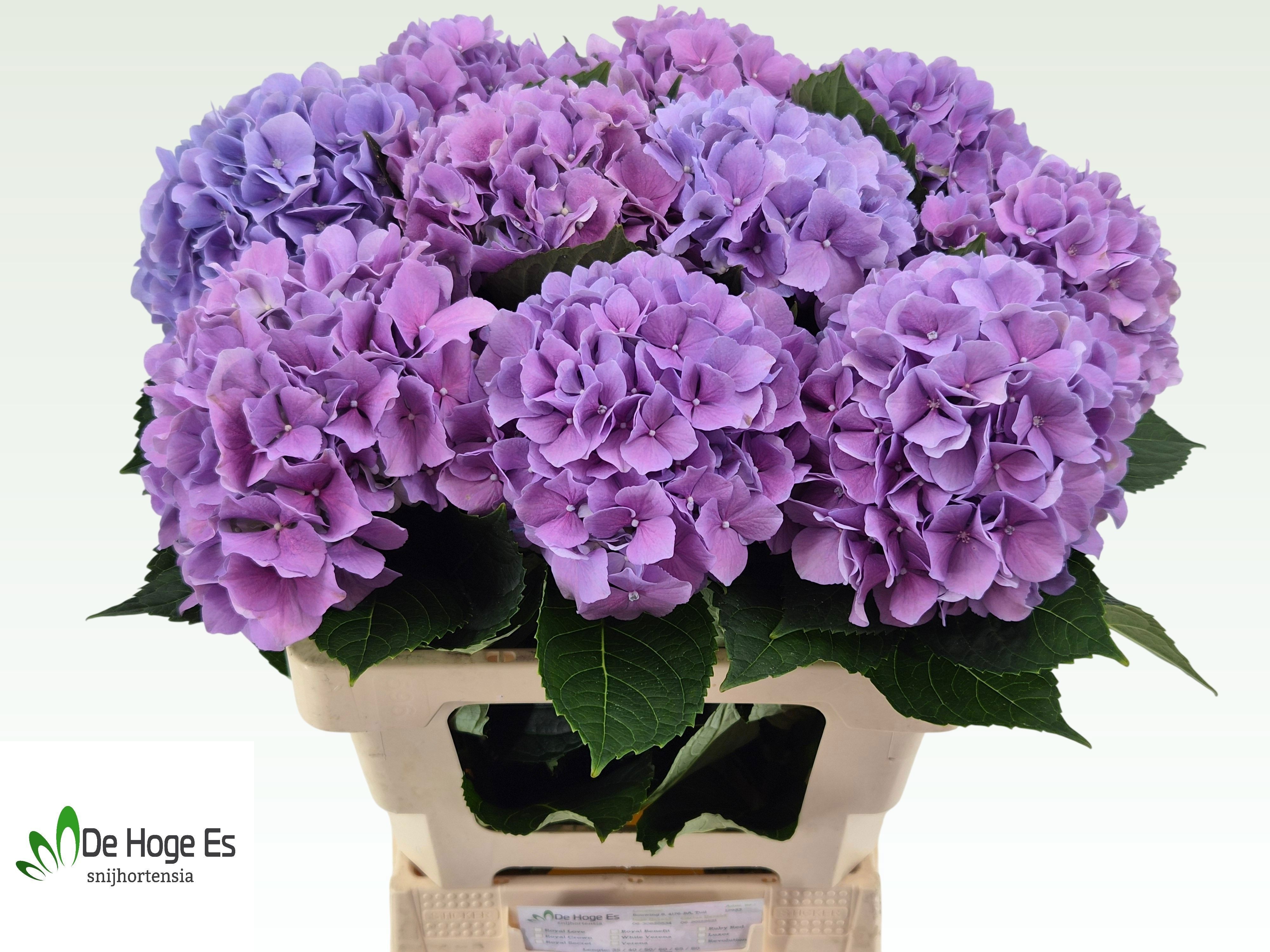 Hydrangea Royal Benefit 60cm 17Ø