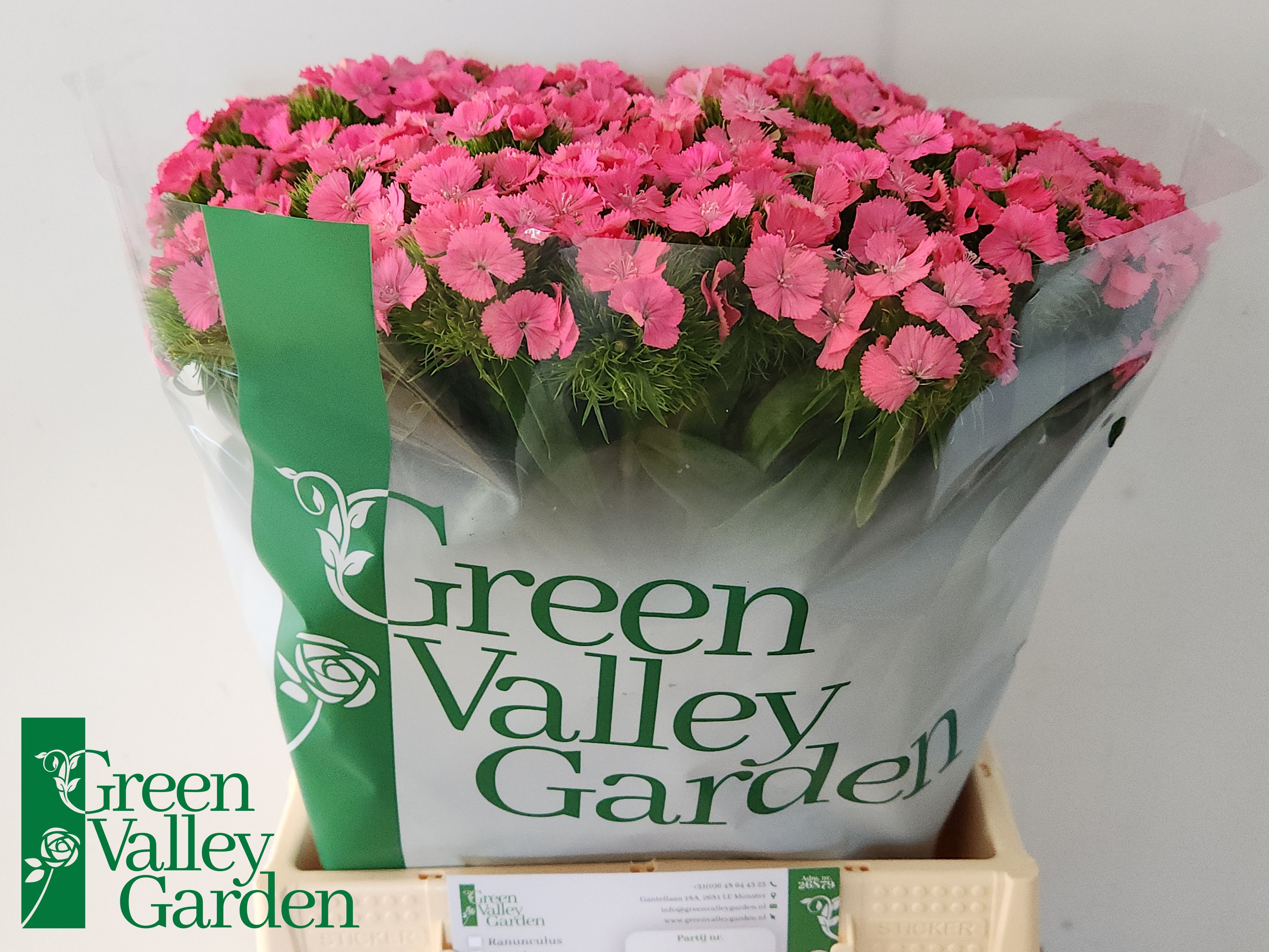 Dianthus Barb Pink 40cm
