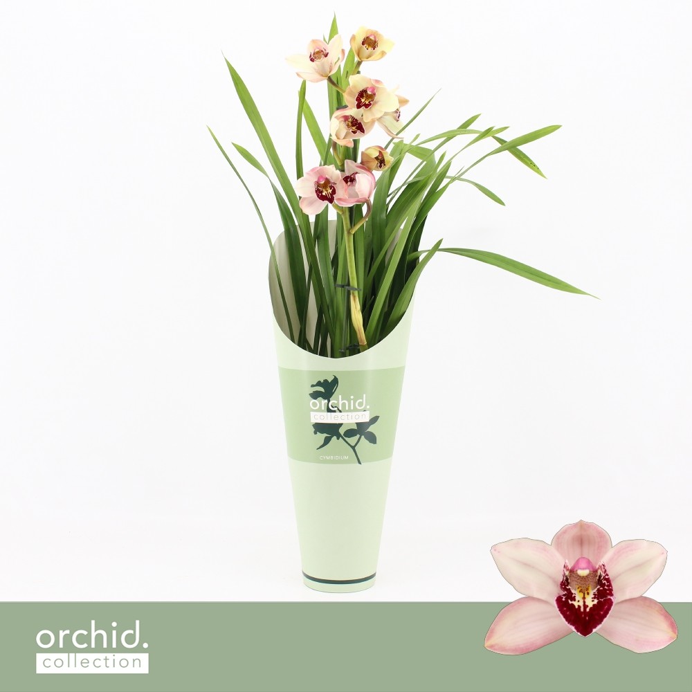 Picture of Cymbidium hybrid Dwarf Pink 1-Spike Orchid Collection Potcover P12 50CM