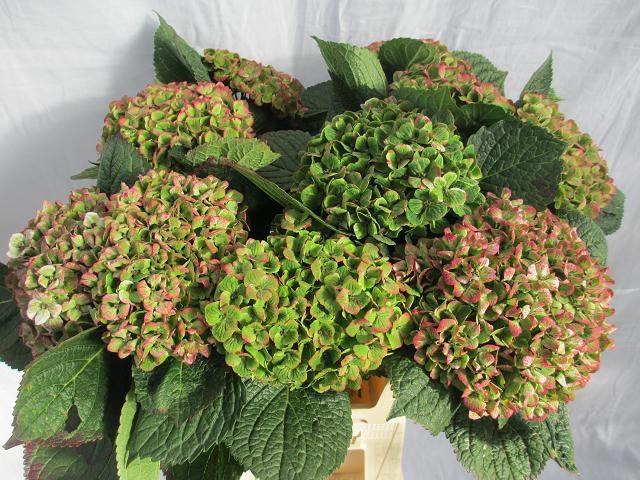 Hydrangea Amathyst 60cm 16Ø