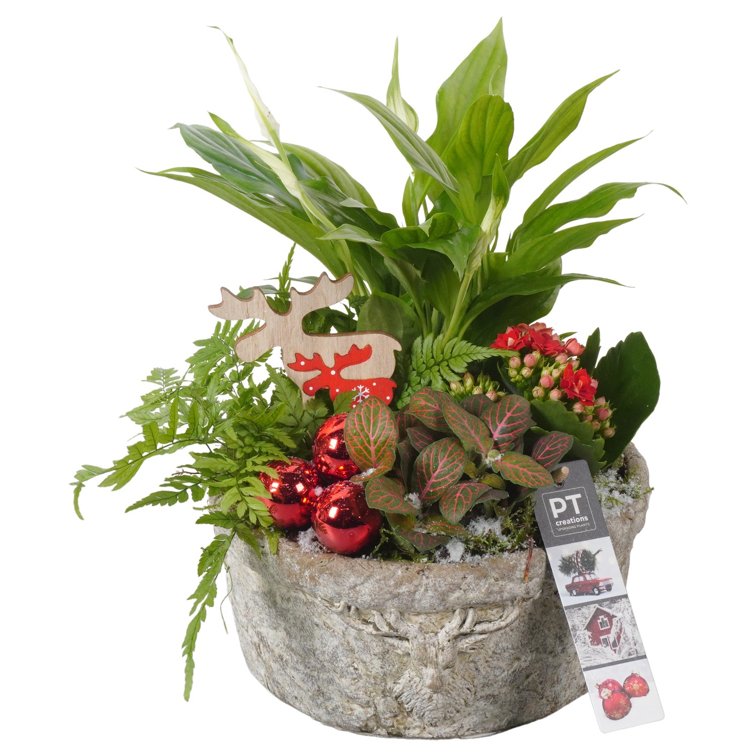 Picture of PTKB9416 Arrangement X-Mas in concrete bowl P20 30CM