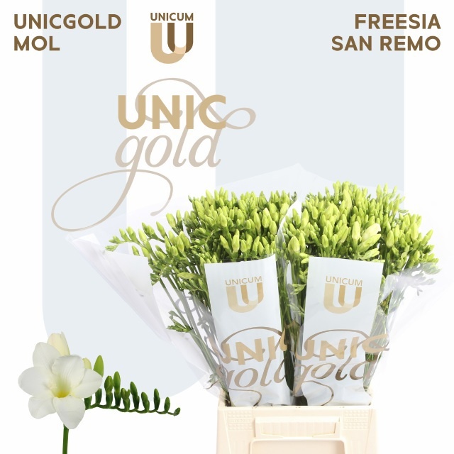 Freesia Single Diamond River 50cm 22gram
