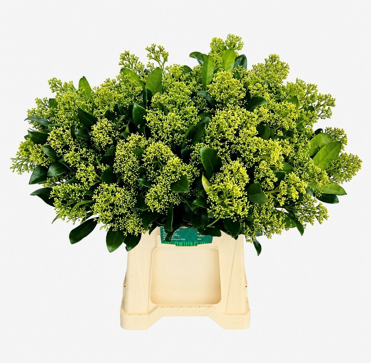 Skimmia Mag Finchy Bs 45cm