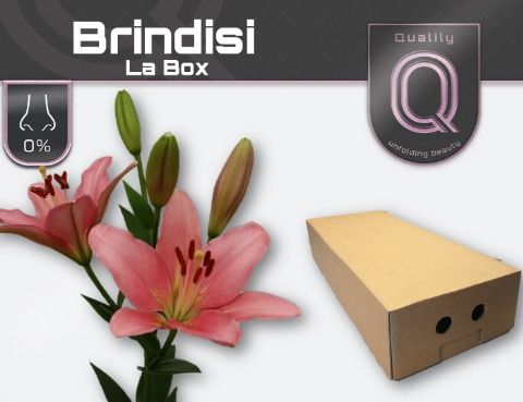Li La Brindisi