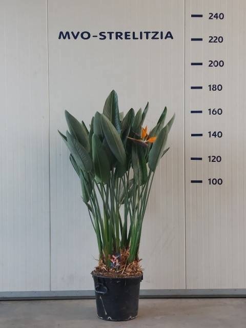 Strelitzia Regin Bl 40P 160H