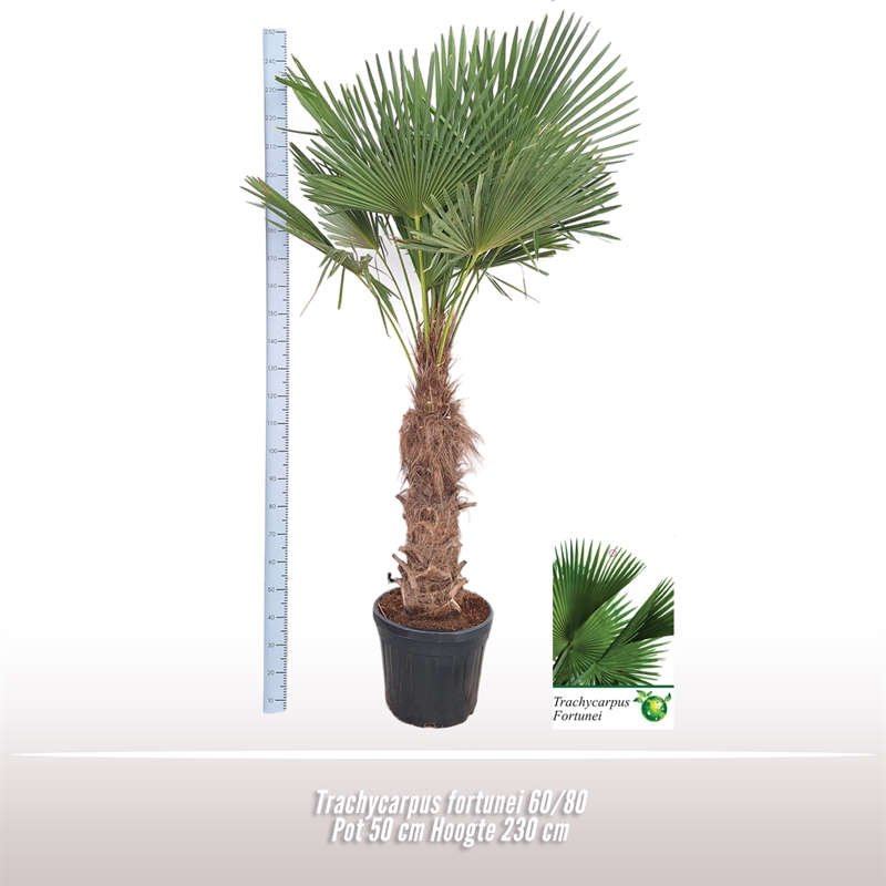 Picture of Trachycarpus fortunei 60/80 P50 230CM