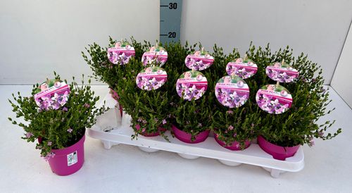 Boronia 