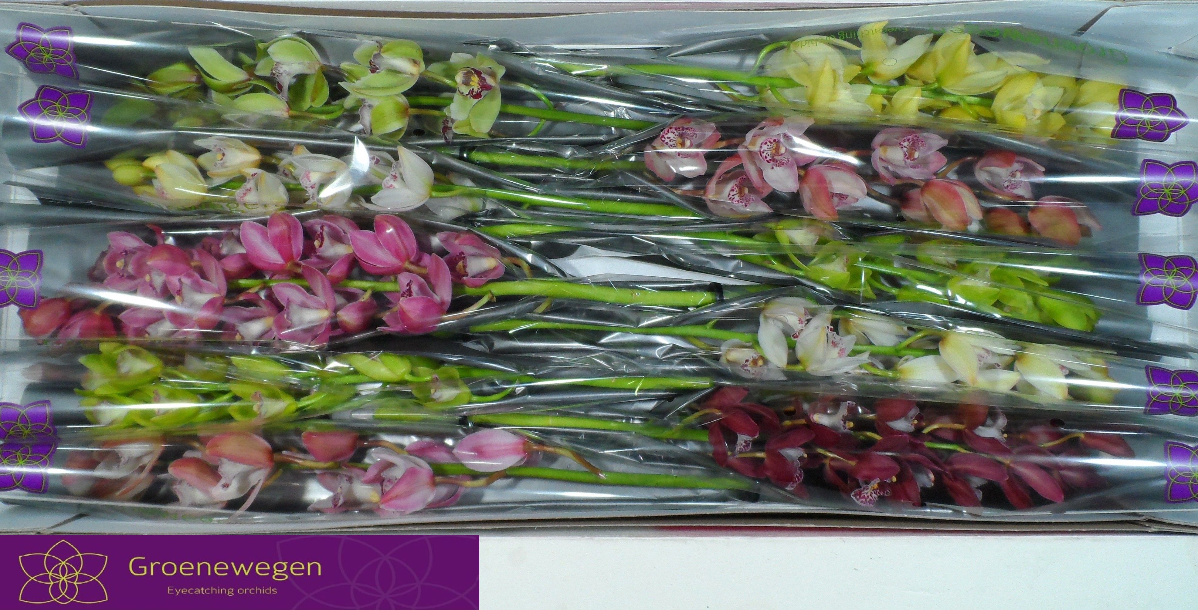 Cymbidium Asst Mini 60cm