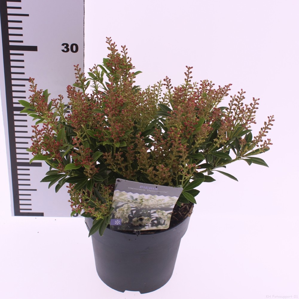 Picture of Pieris jap. 'Debutante'