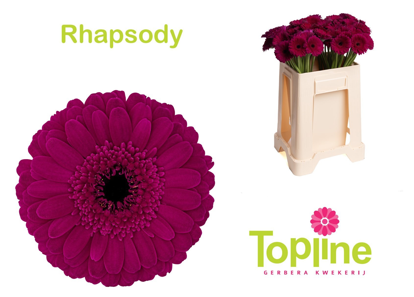 Ge Mi Rhapsody
