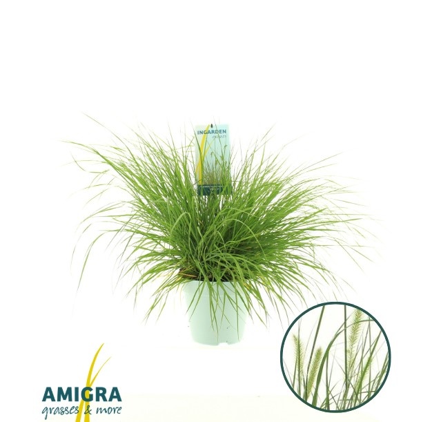 Picture of Pennisetum al. 'Hameln'