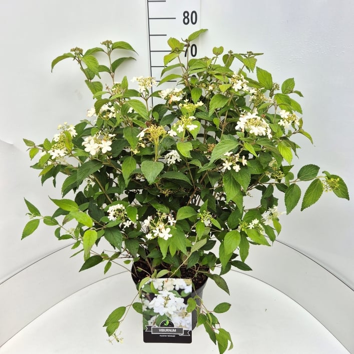 Picture of Viburnum plic. Watanabe P29 (10 Ltr) 40/60CM (LOOSE)