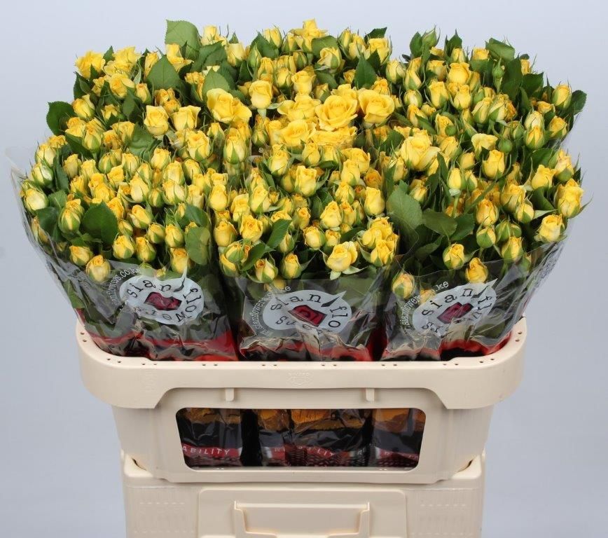 Rosa Spr Yellow Babe 70cm
