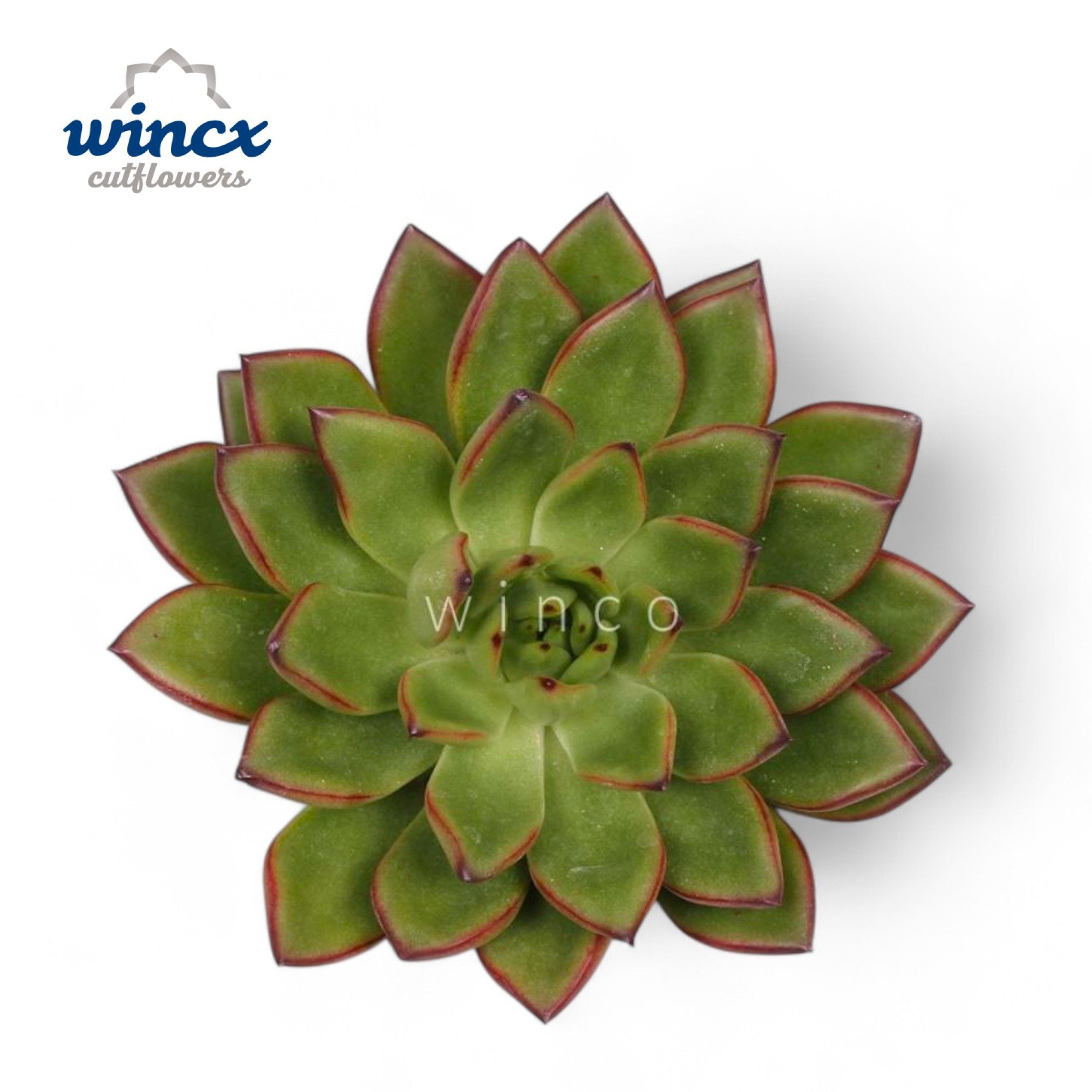 Echeveria Agavoides Belga Cutflower