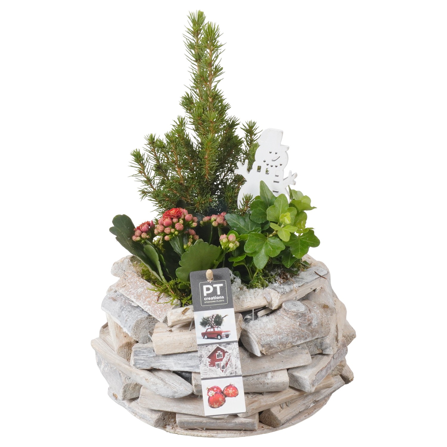 Picture of PTKB9324 Arrangement X-Mas in wooden pot P16 32cm