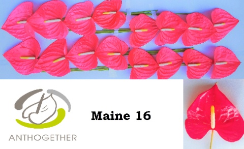 Anthurium Maine 11Ø