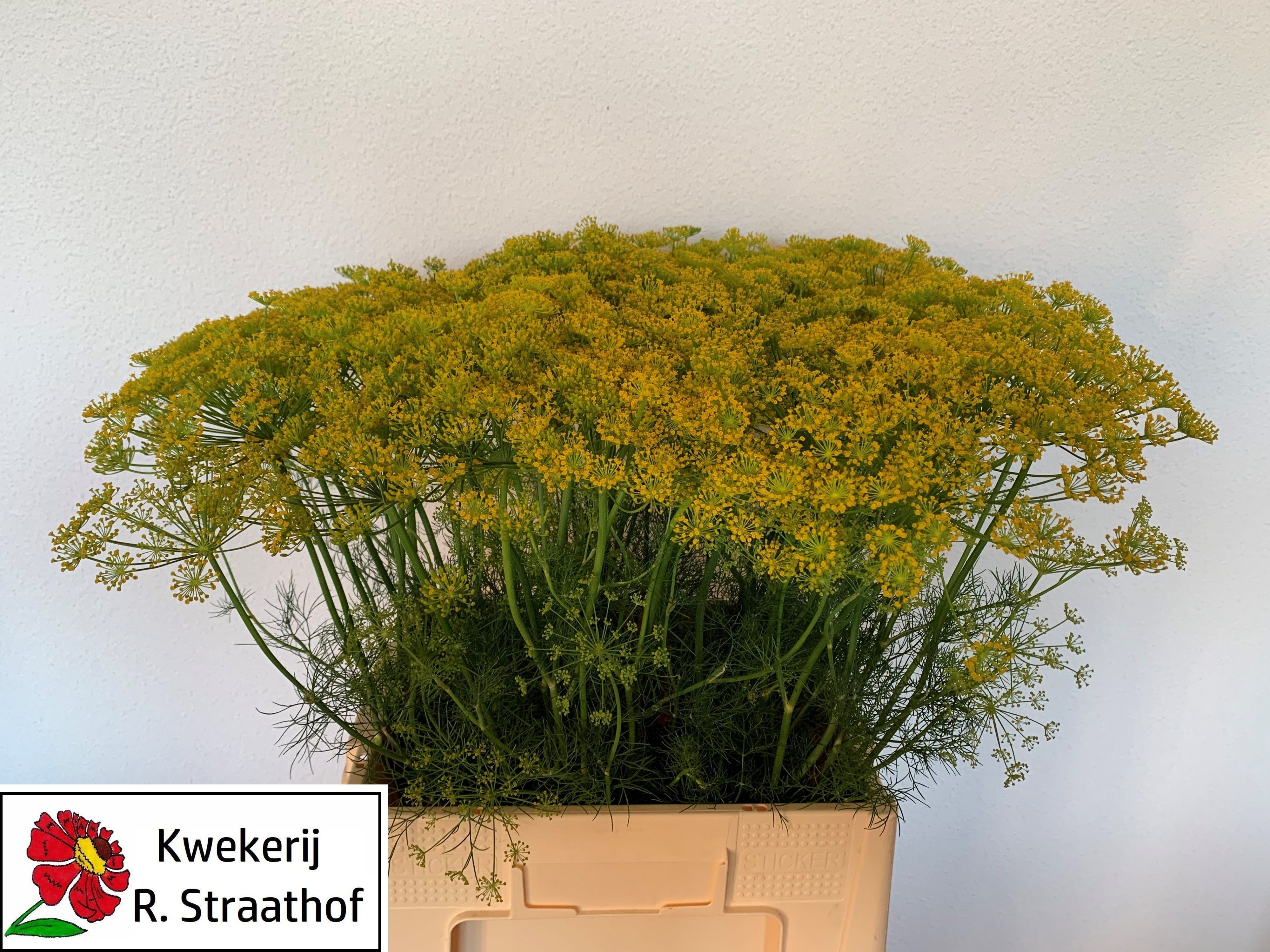 Anet Graveolens